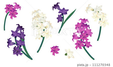 Set of hyacinth flowers isolated on white background. Vector caricature in cartoon style. Fragrant spring flowers, primroses of different colors, white-pink, violet, violet. Wedding flowers. 111270348