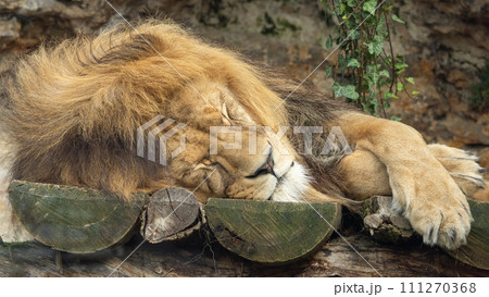 The lion (Panthera leo) , male in close-up view. 111270368