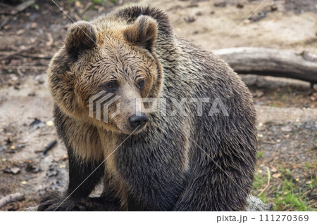 The brown bear (Ursus arctos), beast in close-up view. The brown bear (Ursus arctos), beast in close-up view. 111270369