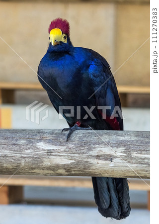Ross's turaco (Tauraco rossae), bluish-purple African bird. Ross's turaco (Tauraco rossae), bluish-purple African bird. 111270383
