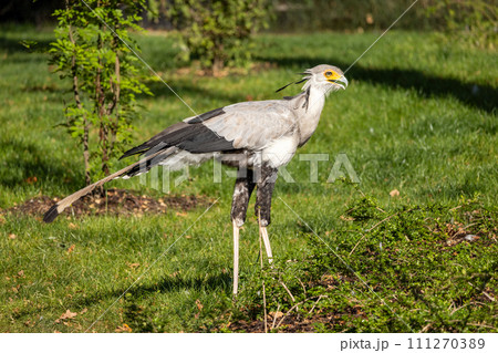 The secretarybird (Sagittarius serpentarius), a large bird. The secretarybird (Sagittarius serpentarius), a large bird. 111270389