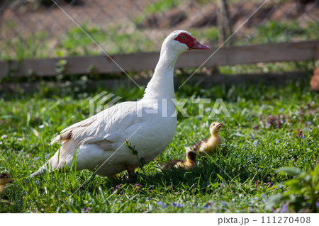 Muscovy duck female with litlle ducklings in permaculure garden Muscovy duck female with litlle ducklings in permaculure garden 111270408
