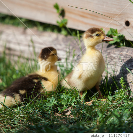 Ducklings of Muscovy Duck in spring garden 111270417