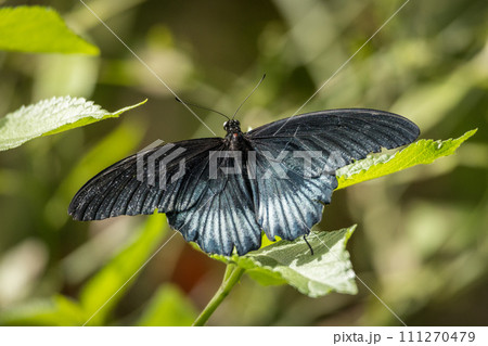 Papilio polytes, common Mormon swallowtail butterfly. Papilio polytes, common Mormon swallowtail butterfly. 111270479
