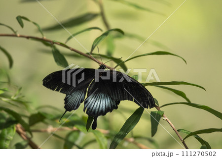 Papilio polytes, common Mormon swallowtail butterfly. 111270502