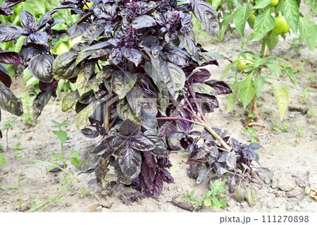 Basil bush with purple leaves. Basil bush with purple leaves. 111270898
