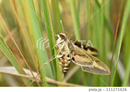 Bedstraw hawkmoth hides in the grass. 111271026