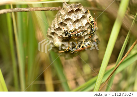 Wasp nest on grass stems. 111271027