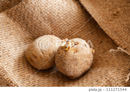 芽が出たしわしわのじゃがいも 芽が出たしわしわのじゃがいも 111271544