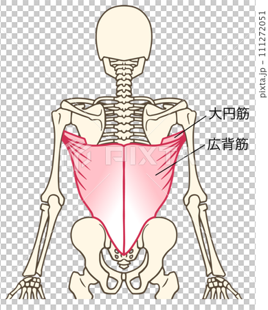 広背筋と大円筋の説明図 111272051