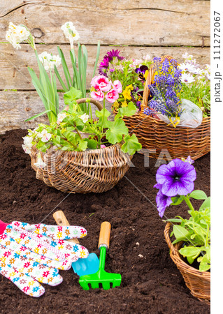 Spring garden decoration with flowers 111272067