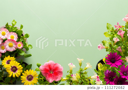 Flowers on a green background 111272082