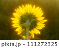 ひまわり畑に癒されて 111272325