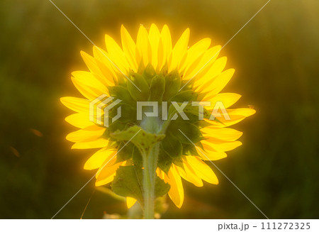 ひまわり畑に癒されて ひまわり畑に癒されて 111272325