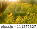 ひまわり畑に癒されて 111272327