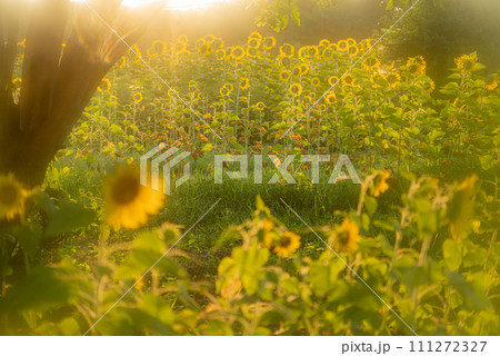 ひまわり畑に癒されて ひまわり畑に癒されて 111272327