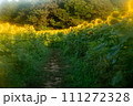 ひまわり畑に癒されて 111272328