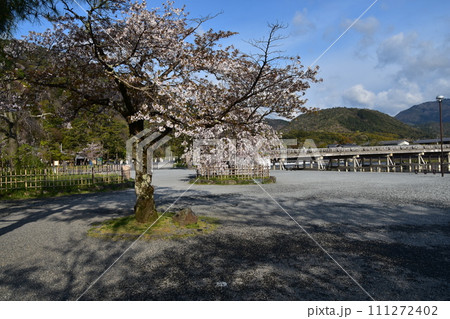 日本の春の京都 嵐山周辺の街並み 観光名所の渡月橋と桂川 美しい桜と新緑 日本の春の京都 嵐山周辺の街並み 観光名所の渡月橋と桂川 美しい桜と新緑 111272402