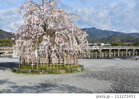 日本の春の京都 嵐山周辺の街並み 観光名所の渡月橋と桂川 美しい桜と新緑 日本の春の京都 嵐山周辺の街並み 観光名所の渡月橋と桂川 美しい桜と新緑 111272451