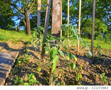 Young tomatoes in rural garden. Gardening concept. Sun flare, close-up. Young tomatoes in rural garden. Gardening concept. Sun flare, close-up. 111272963
