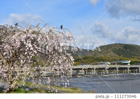日本の春の京都 嵐山周辺の街並み 観光名所の渡月橋と桂川 美しい桜と新緑 木の上で休憩する鳩 日本の春の京都 嵐山周辺の街並み 観光名所の渡月橋と桂川 美しい桜と新緑 木の上で休憩する鳩 111273046