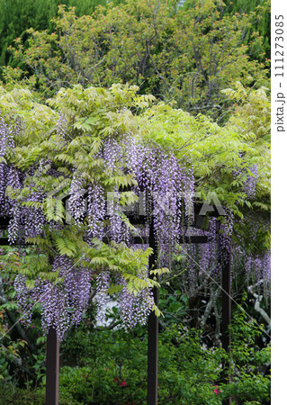 藤棚の藤の花 111273085