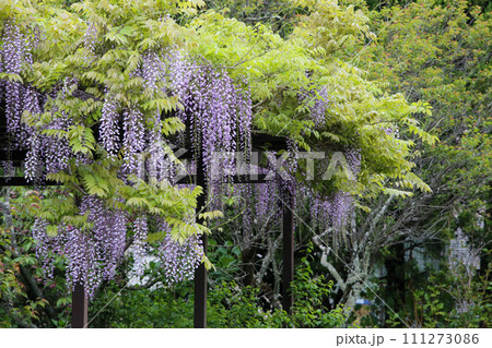 藤棚の藤 111273086