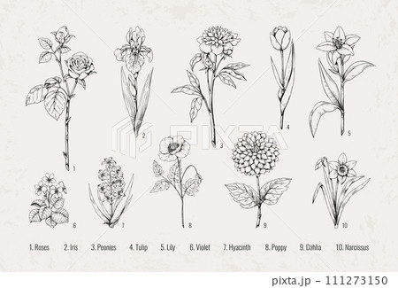 Black flowers. Floral rose, violet and iris in old retro victorian, classic spring tulip and poppy. Beautiful peony, lily and dahlia. Hand drawn plant. Hyacinth and narcissus vector wallpaper set 111273150