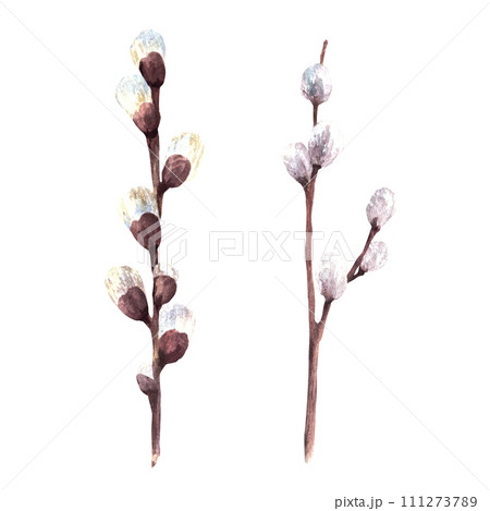 Flowering branches with willow bud - watercolor illustration for Catholic, Orthodox or Lutheran Easter decor, Palm Sunday, spring greeting cards and decor. Hand drawn clipart, isolated on white 111273789
