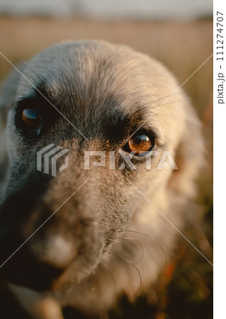 Close up of stray white brown dog looking at camera, staying at dry grassland alone with sunlight in evening. 111274707