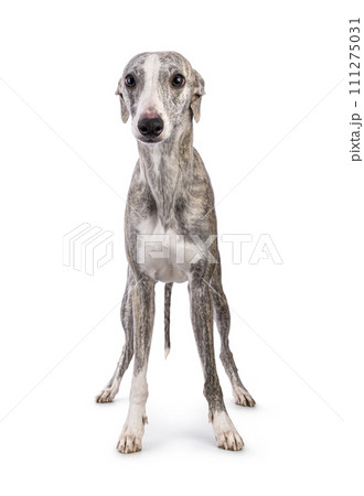Whippet dog on white background Whippet dog on white background 111275031