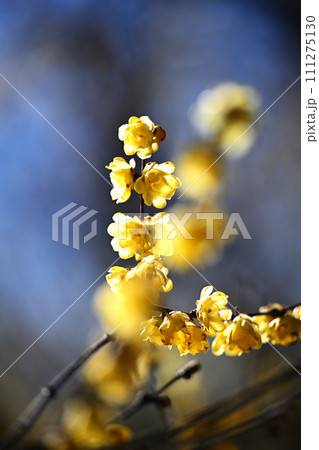 蝋梅の花が咲いた 111275130