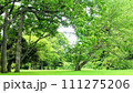 大樹と緑の草むらのある新緑の森 111275206
