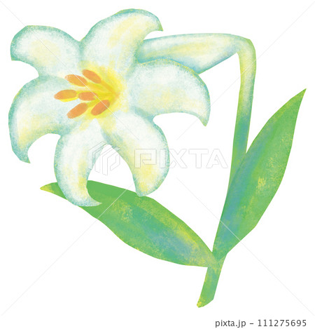 白百合 イースターリリー 111275695