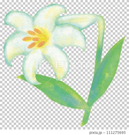 白百合 イースターリリー 111275695