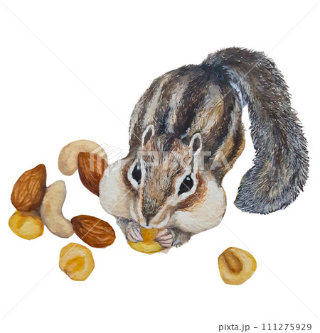 ナッツを頬張るシマリスのリアルな水彩イラスト ナッツを頬張るシマリスのリアルな水彩イラスト 111275929