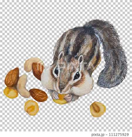 ナッツを頬張るシマリスのリアルな水彩イラスト ナッツを頬張るシマリスのリアルな水彩イラスト 111275929