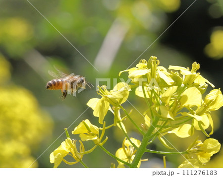 菜の花を訪れるミツバチ 111276183