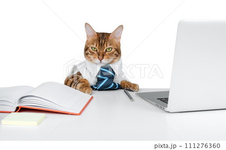 The Bengal cat is a businessman or office worker. 111276360