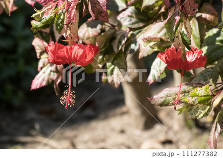 Close up Pollen of red Hibiscus rosa-sinensis 111277382