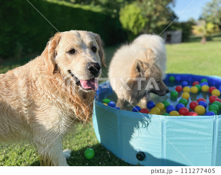 The labrador et eurasier playing in a pool with balls 111277405