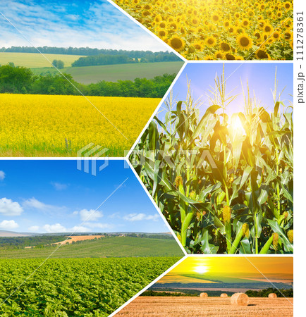 Agricultural fields and blue sky. collage. 111278361