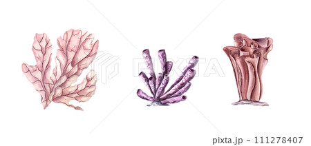 Coral Set. Hand drawn watercolor bundle with tropical underwater life. Polyps. Undersea seabed flora. Colorful illustration for clipart, , aquarium design. Coral Set. Hand drawn watercolor bundle with tropical underwater life. Polyps. Undersea seabed flora. Colorful illustration for clipart, , aquarium design. 111278407