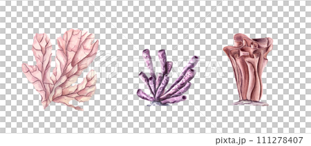 Coral Set. Hand drawn watercolor bundle with tropical underwater life. Polyps. Undersea seabed flora. Colorful illustration for clipart, , aquarium design. Coral Set. Hand drawn watercolor bundle with tropical underwater life. Polyps. Undersea seabed flora. Colorful illustration for clipart, , aquarium design. 111278407