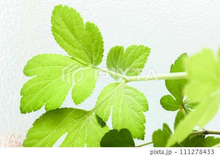 耐寒性のないアシタバを鉢上げして毛の中に置いたらテンプラに為か得るぐらいになった 耐寒性のないアシタバを鉢上げして毛の中に置いたらテンプラに為か得るぐらいになった 111278433