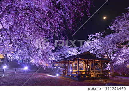 伊豆のさくらのライトアップ 伊豆のさくらのライトアップ 111278476