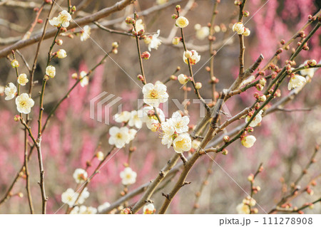満開の梅　　熱海梅園 111278908