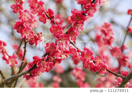 満開の梅　　熱海梅園 111278911