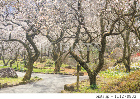 満開の梅　　熱海梅園 111278932