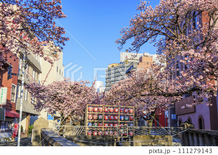 あたみ桜　糸川桜まつり 111279143